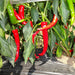 Red chili peppers hanging from plant