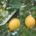 Two lemons hanging from trees