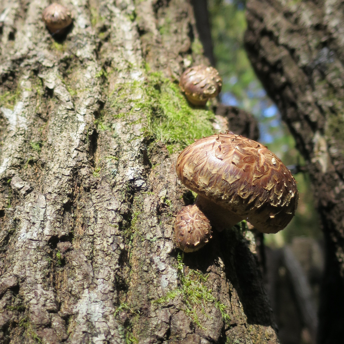 Shiitake mushrooms growing on trees