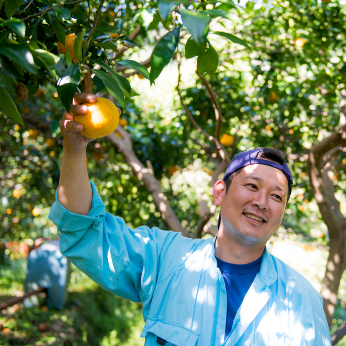 Man picking an iyokan fruit from tree