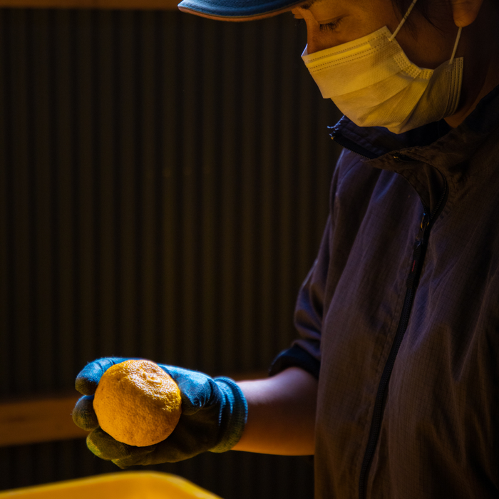 Man gazing at kito-yuzu citrus grabbed by his right hand