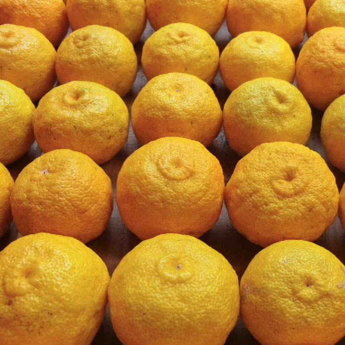 Lots of kito-yuzu citruses arranged in neat order