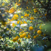 Lots of kito-yuzu citruses hanging from trees