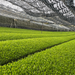 Indoor green tea fields