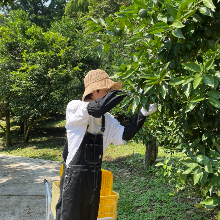 A man waring a hat picking up a sudachi fruit from trees