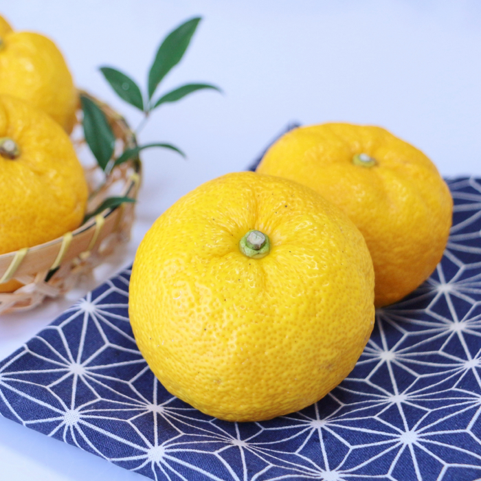 Two yuzu citrus fruits