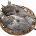 Two John Dory Fishes on ice cubes