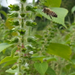 A bee flying around a stem of egoma plant