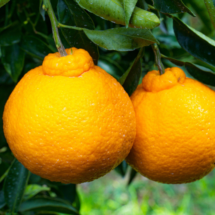 Two sumo citrus fruits hanging from trees