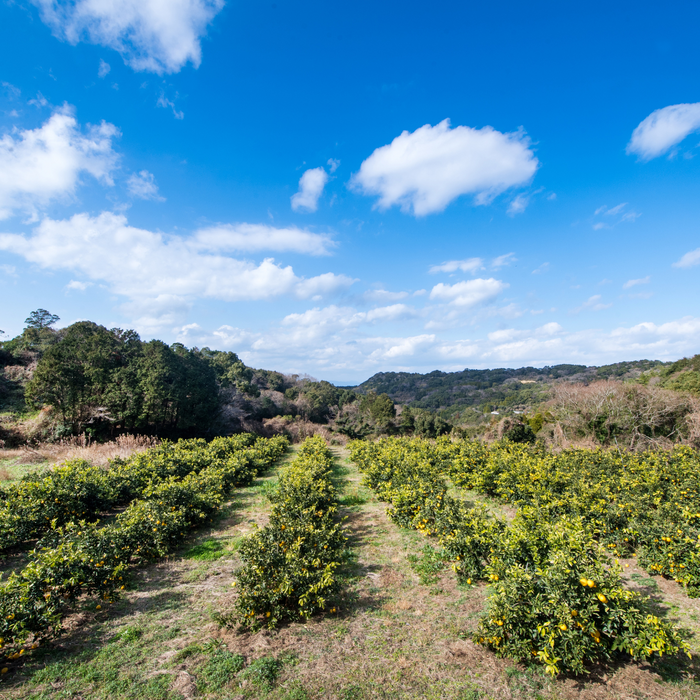 Sumo citrus fields and broad sky
