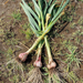 Three garlic plants placed on the ground