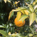 A yuzu fruit hanging from tree