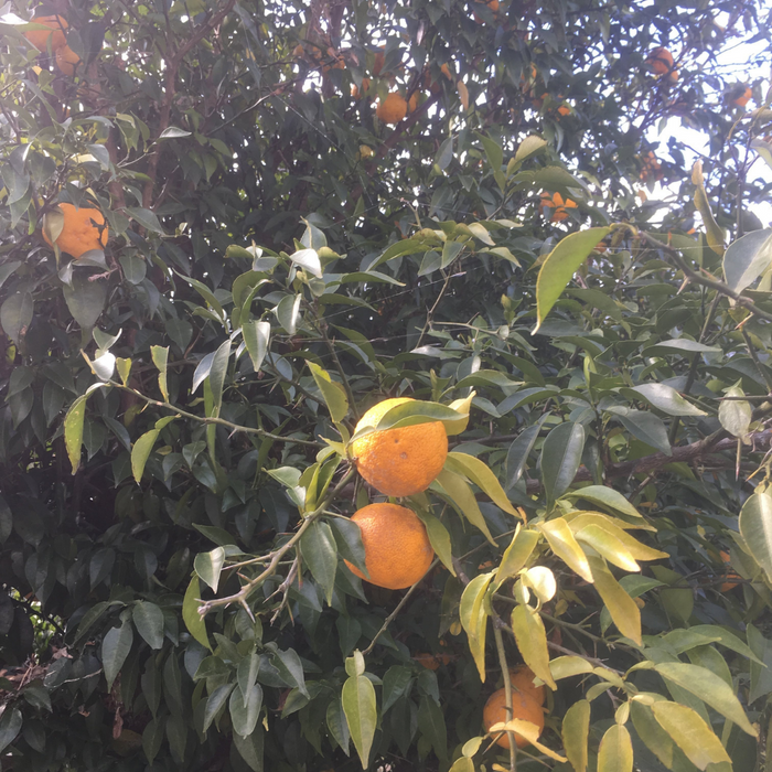 Yuzu fruits hanging from trees