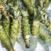 Fresh wasabi plants soaked in water