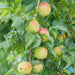 Organic ume plum fruits hanging from ume trees