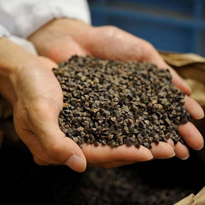 Man holding a handful amount of buckwheat seeds