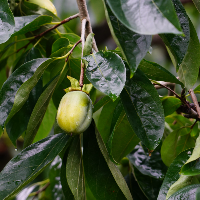A saijo persimmon fruit hanging from tree