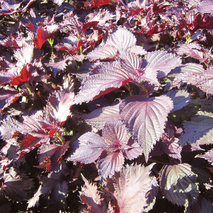 Red shiso leaves in fields