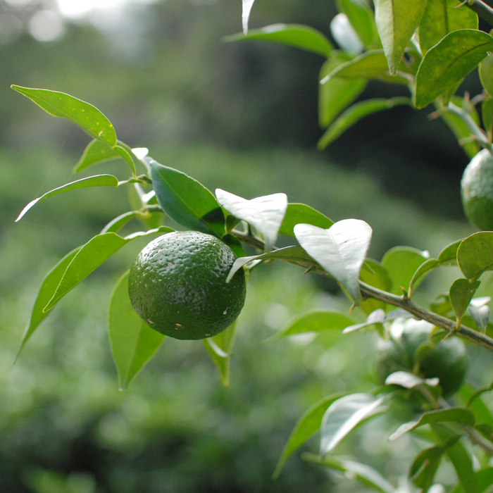 A yuzu fruit hanging from tree