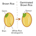 Illustration about brown rice and germinated brown rice