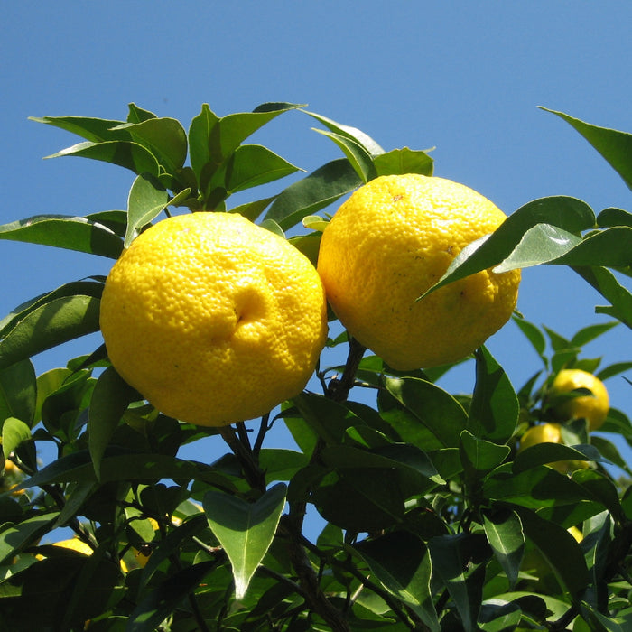 Yuzu fruits hanging from trees