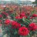 Tremendous rose flowers in rose fields