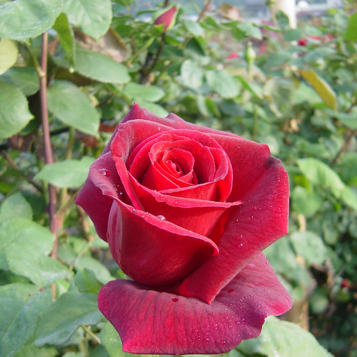 A rose flower in rose fields