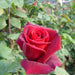 A rose flower in rose fields