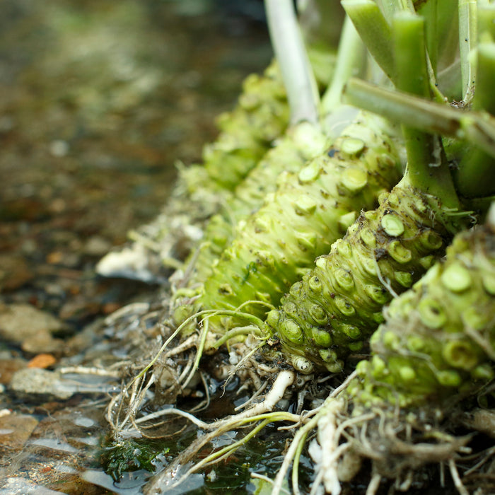 Wasabi plants soaked in clear stream